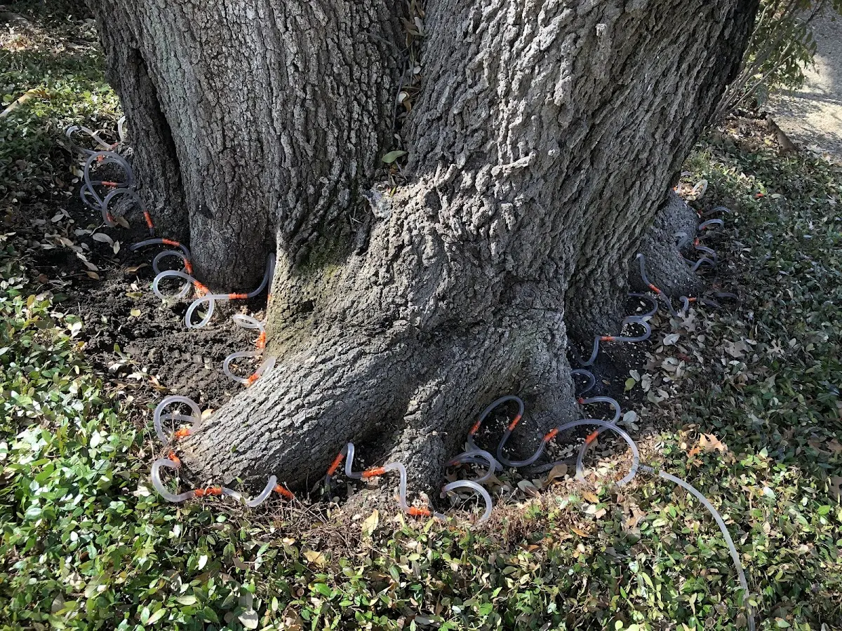 Detailed Shrub and Hedge Trimming job site in Sundown