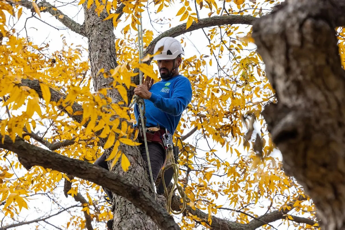Skilled Tree Planing crew working in Sundown